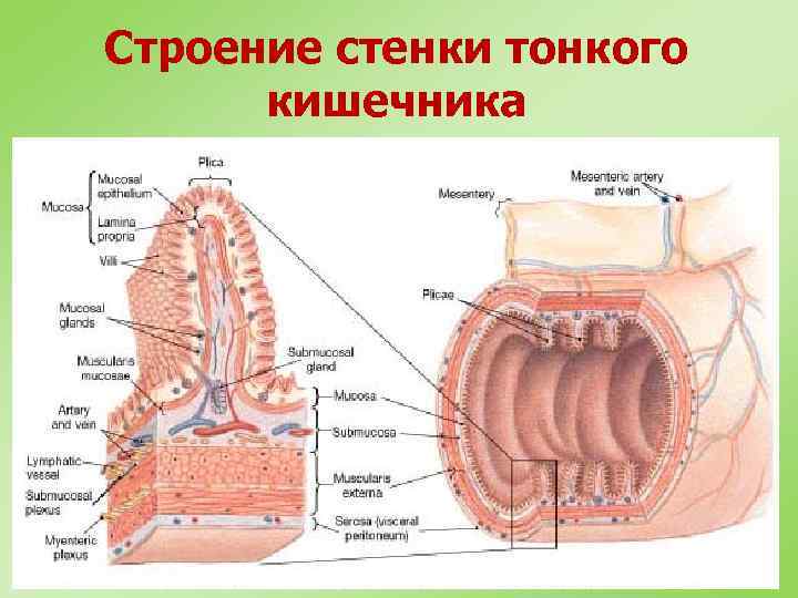 Строение стенки тонкого кишечника 
