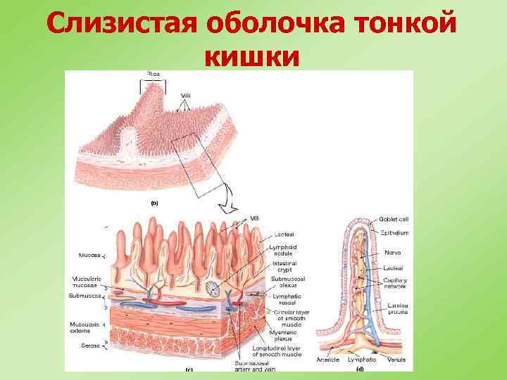 Особенности слизистой тонкого кишечника
