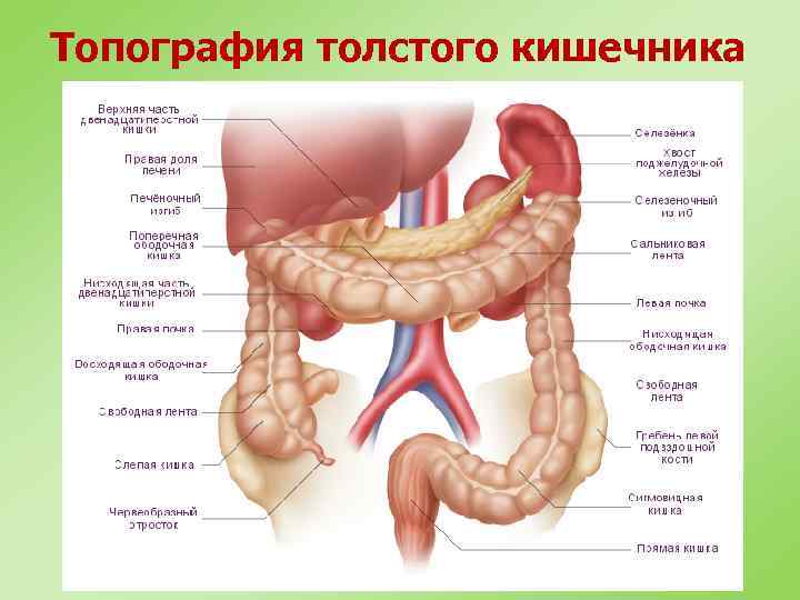 Топография толстого кишечника 