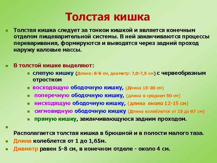 Толстая кишка n n Толстая кишка следует за тонкои кишкой и является конечным отделом