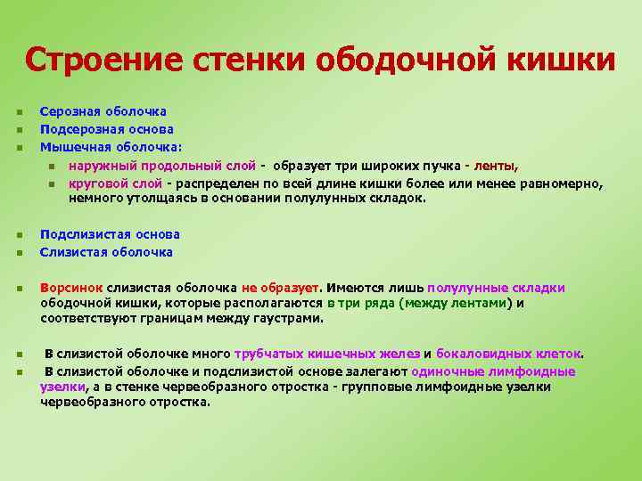 Строение стенки ободочной кишки n n n n Серозная оболочка Подсерозная основа Мышечная оболочка: