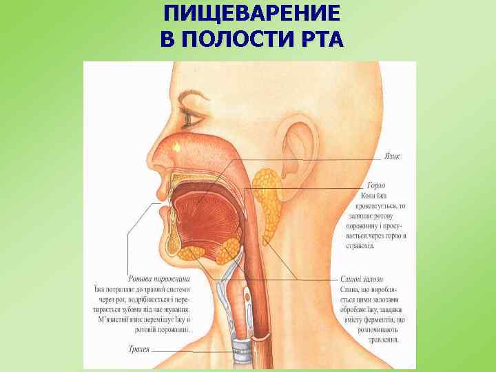 Пищеварение в ротовой полости и в желудке презентация 8