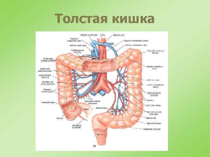 Толстая кишка 