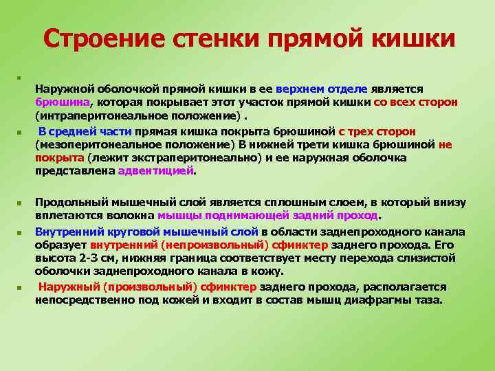 Строение стенки прямой кишки n n n Наружной оболочкой прямой кишки в ее верхнем