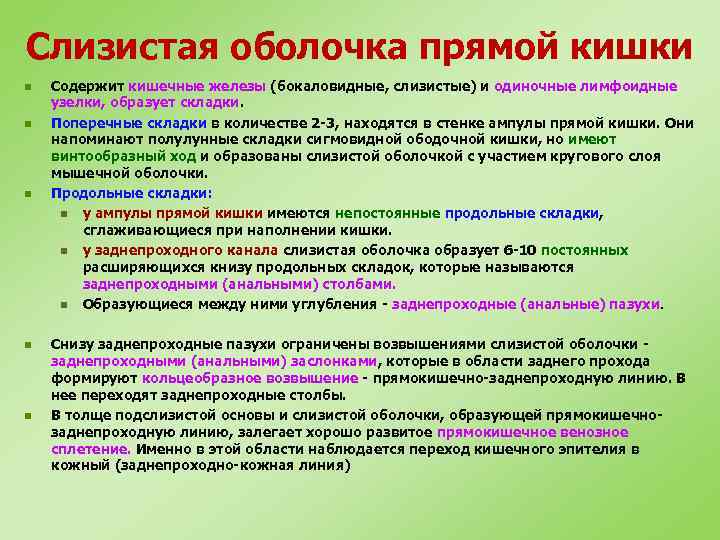 Слизистая оболочка прямой кишки n n n Содержит кишечные железы (бокаловидные, слизистые) и одиночные