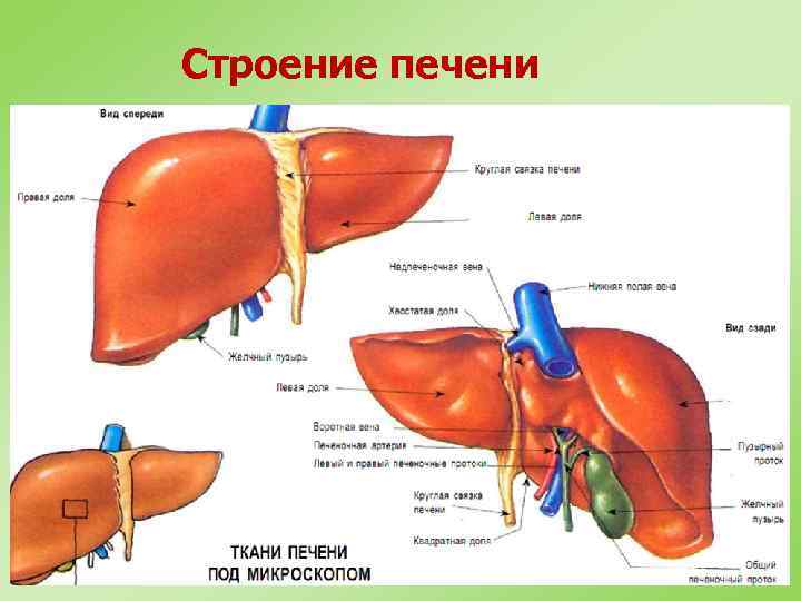 Строение печени 