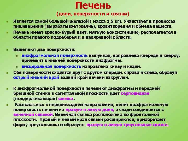 Печень (доли, поверхности и связки) n n n Является самой большой железой ( масса