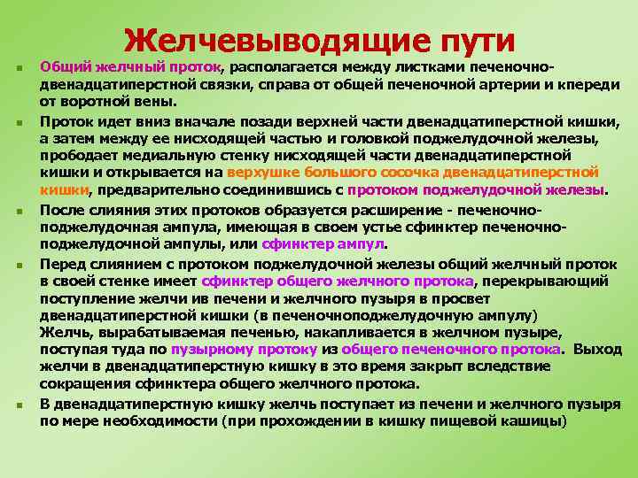 Желчевыводящие пути n n n Общий желчный проток, располагается между листками печеночнодвенадцатиперстной связки, справа