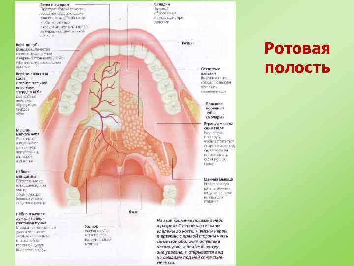 Части рта. Анатомия ротовой полости человека. Строение ротовой полости под языком. Схема ротовой полости человека. Ротовая полость состоит из двух отделов.