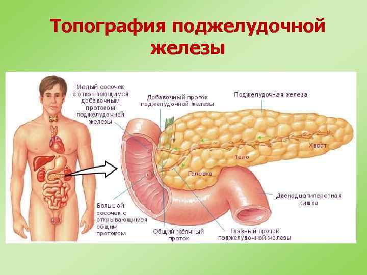 Топография поджелудочной железы 