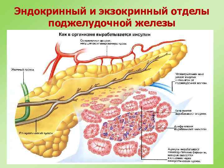 Эндокринный и экзокринный отделы поджелудочной железы 