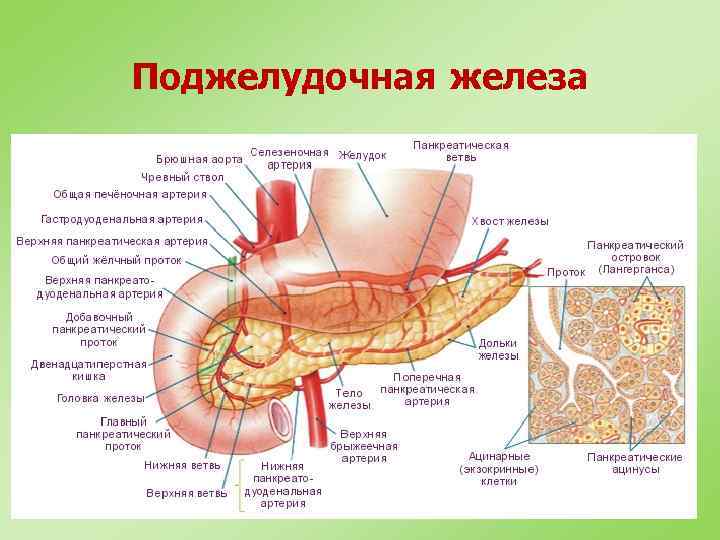 Поджелудочная железа 
