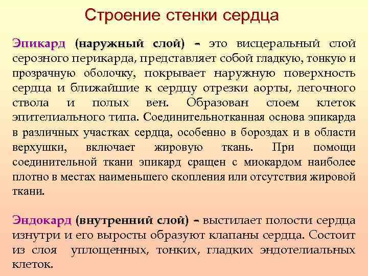 Строение стенки сердца Эпикард (наружный слой) – это висцеральный слой серозного перикарда, представляет собой