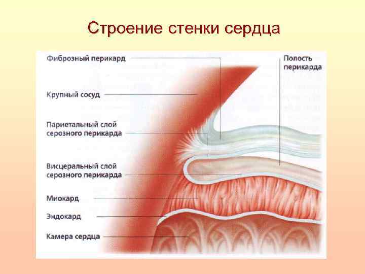 Строение стенки сердца 