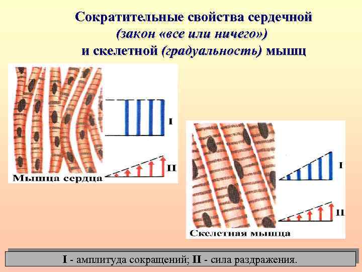 Сократительные свойства сердечной (закон «все или ничего» ) и скелетной (градуальность) мышц I -