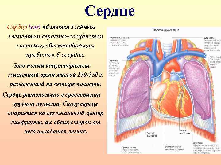 Сердце снизу. Сердце располагается в средостении. Сердце лежит в средостении. Сердце расположено в средостении. Сердце расположена в каком средостении.