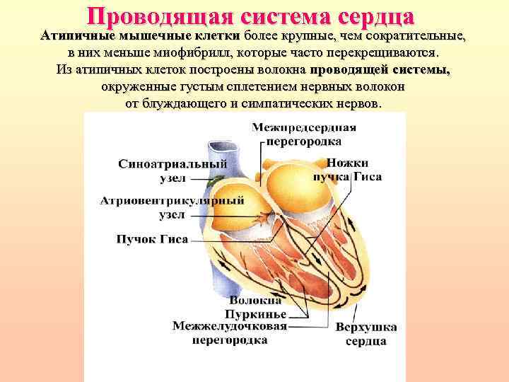 Проводящая система сердца Атипичные мышечные клетки более крупные, чем сократительные, в них меньше миофибрилл,