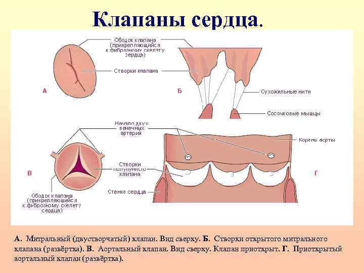 Клапаны сердца. А. Митральный (двустворчатый) клапан. Вид сверху. Б. Створки открытого митрального клапана (развёртка).
