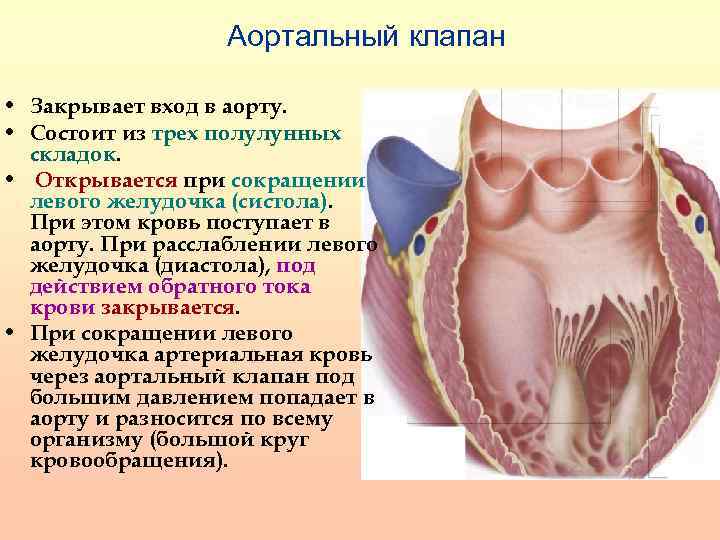 Двухстворчатый аортальный клапан