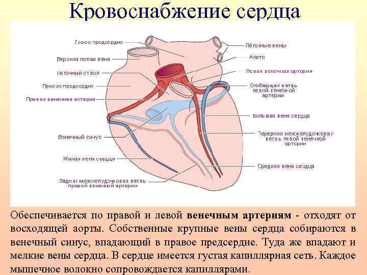 Кровоснабжение сердца Обеспечивается по правой и левой венечным артериям - отходят от восходящей аорты.