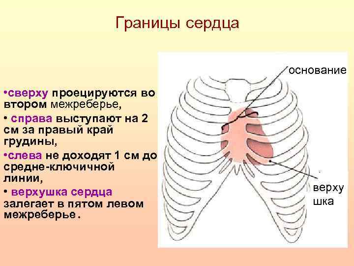 Схема строения межреберного промежутка