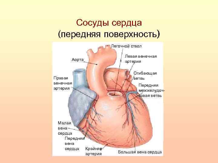 Артерии и вены сердца