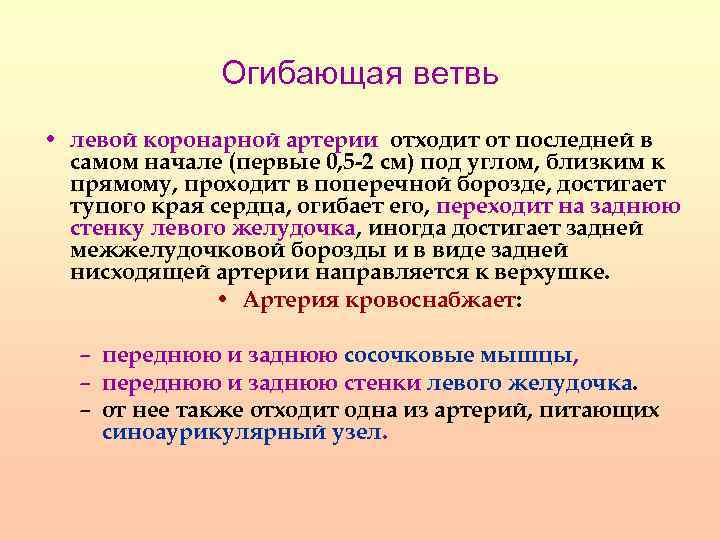 Огибающая ветвь • левой коронарной артерии отходит от последней в самом начале (первые 0,