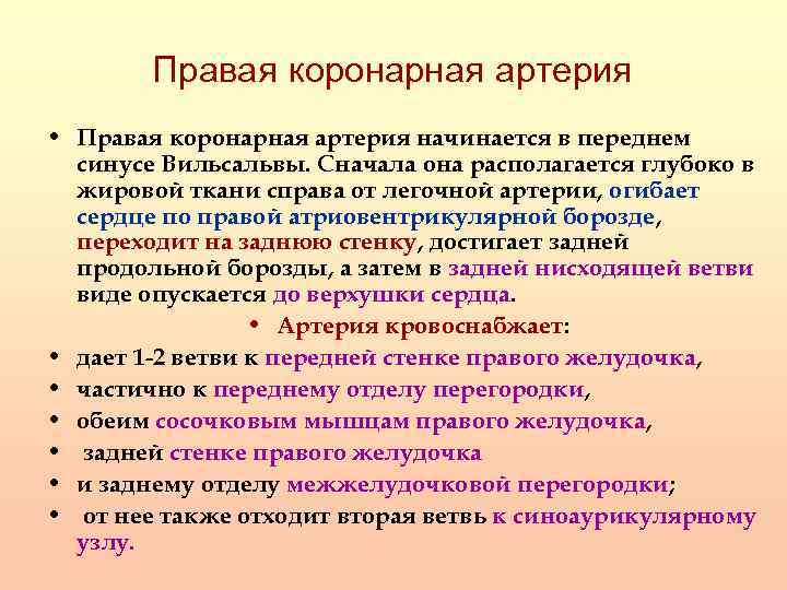 Правая коронарная артерия • Правая коронарная артерия начинается в переднем синусе Вильсальвы. Сначала она
