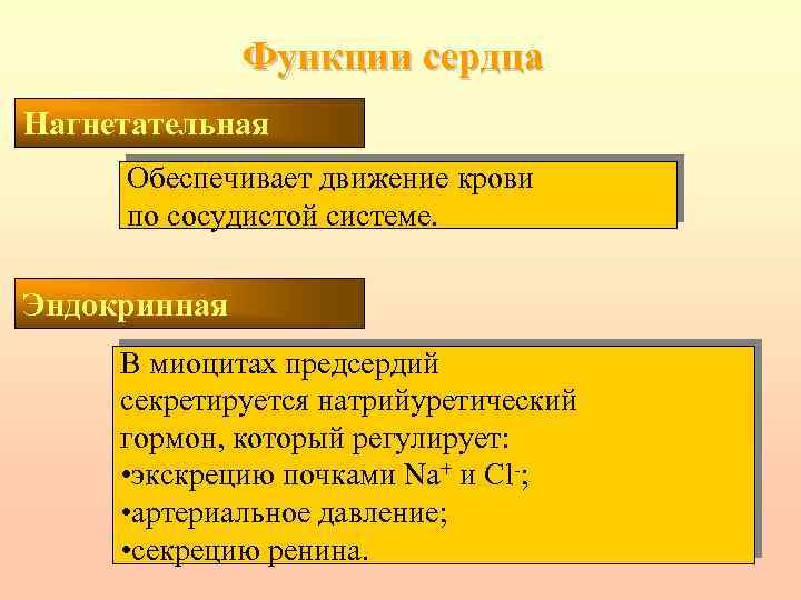 Функции сердца Нагнетательная Обеспечивает движение крови по сосудистой системе. Эндокринная В миоцитах предсердий секретируется