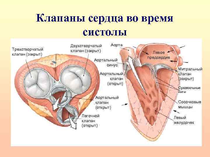 К скелету сердца относятся