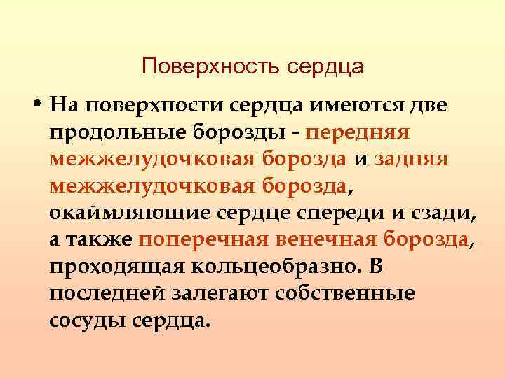 Поверхность сердца • На поверхности сердца имеются две продольные борозды - передняя межжелудочковая борозда