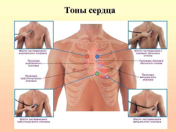 Тоны сердца 