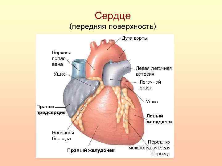 Борозды сердца анатомия картинки