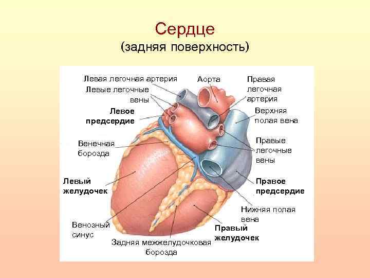 Венечная борозда головки фото