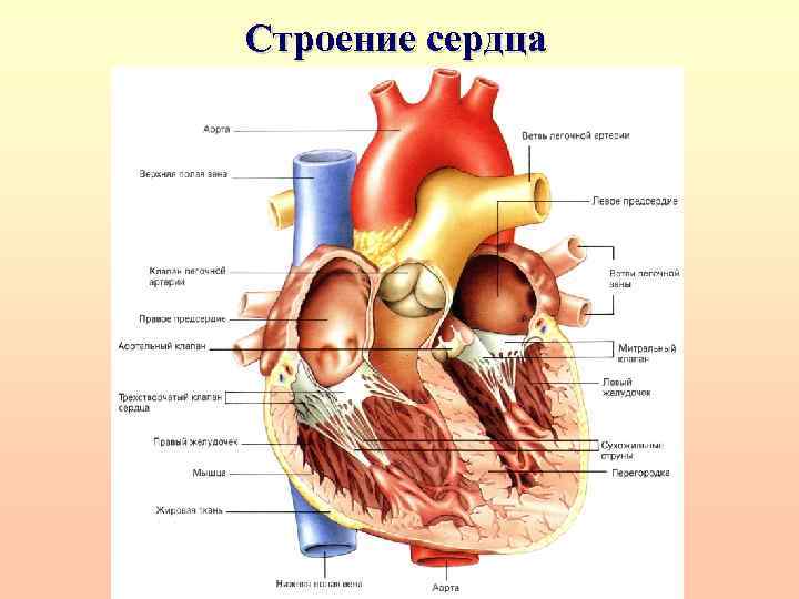 Строение сердца 