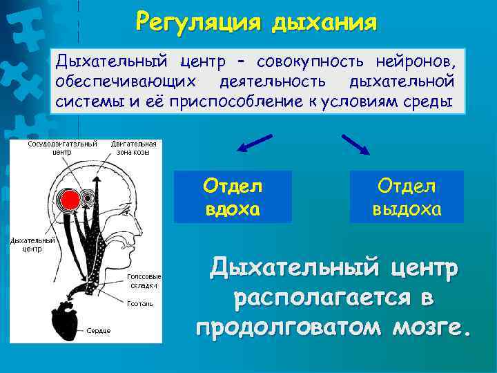 Дыхательный центр расположен в мозге