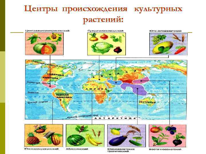 Центры происхождения культурных растений: 