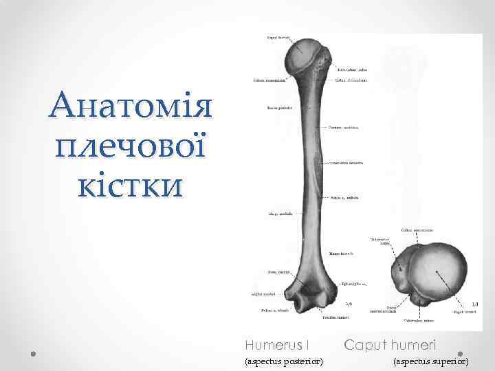 Perelomi Kistok Verhnoyi Kincivki Perelomi Plechovoyi Kistki