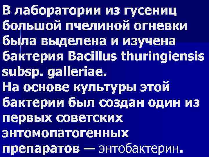 В лаборатории из гусениц большой пчелиной огневки была выделена и изучена бактерия Bacillus thuringiensis