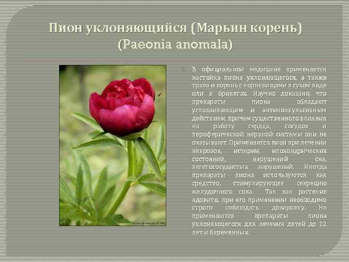 5 пионов значение. Пион уклоняющийся (Paeonia anomala). Пион Степной Марьин корень.