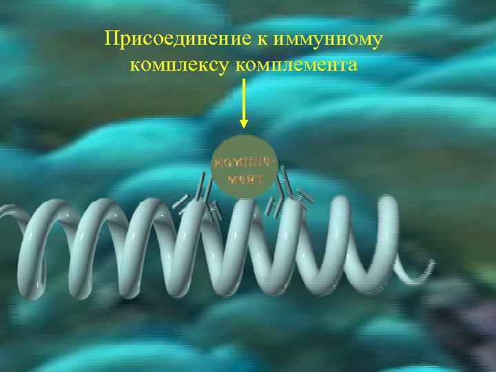 Присоединение к иммунному комплексу комплемента 