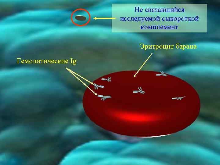 Не связавшийся исследуемой сывороткой комплемент Эритроцит барана Гемолитические Ig 