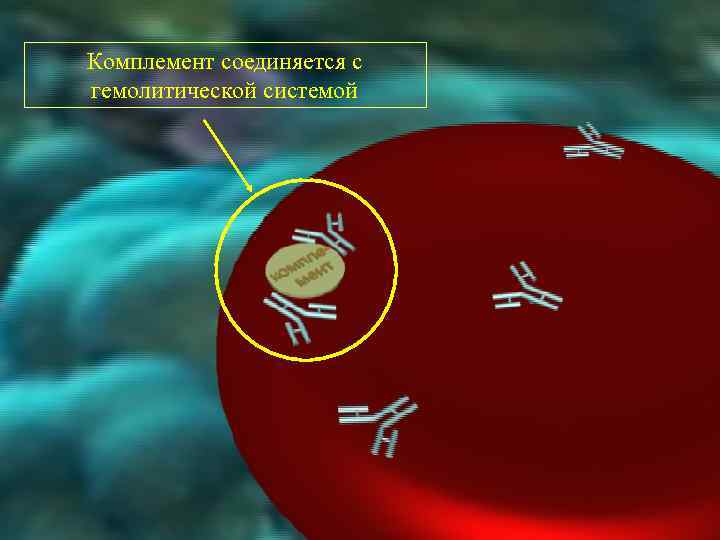 Комплемент соединяется с гемолитической системой 