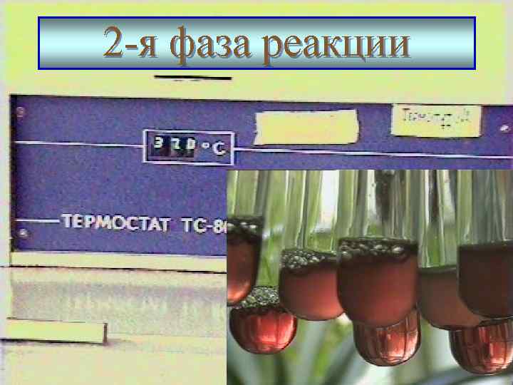 2 -я фаза реакции 