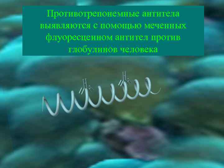 Противотрепонемные антитела выявляются с помощью меченных флуоресцеином антител против глобулинов человека 