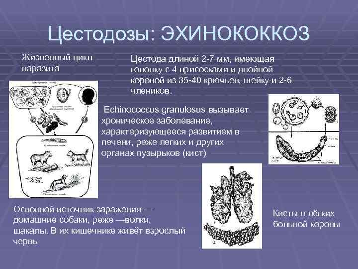 Цестодозы: ЭХИНОКОККОЗ Жизненный цикл паразита Цестода длиной 2 -7 мм, имеющая головку с 4