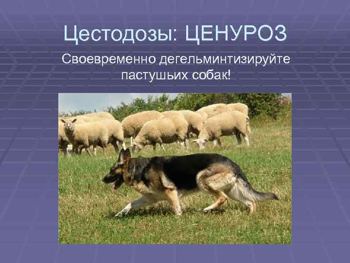 Цестодозы: ЦЕНУРОЗ Своевременно дегельминтизируйте пастушьих собак! 