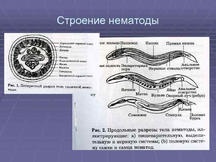 Строение нематоды 