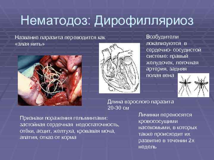 Нематодоз: Дирофилляриоз Название паразита переводится как «злая нить» Возбудители локализуются в сердечно- сосудистой системе: