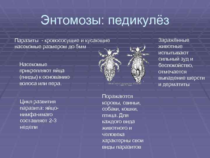 Энтомозы: педикулёз Паразиты - кровососущие и кусающие насекомые размером до 5 мм Насекомые прикрепляют